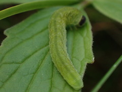 Tenthredo atra