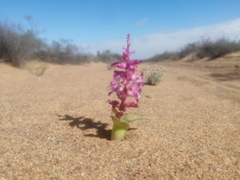 Lachenalia