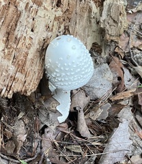 Amanita abrupta