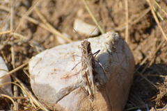 Oedaleus decorus