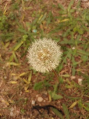 Taraxacum erythrospermum