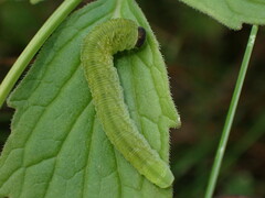Tenthredo atra