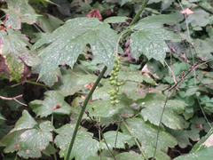 Actaea elata elata