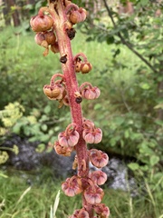 Pterospora andromedea