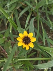 Sanvitalia procumbens