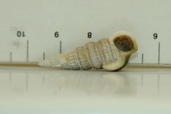 Potamididae