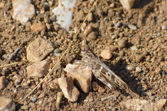 Oedaleus decorus
