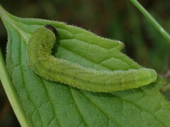 Tenthredo atra