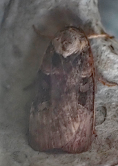 Pseudohermonassa bicarnea