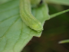 Tenthredo atra