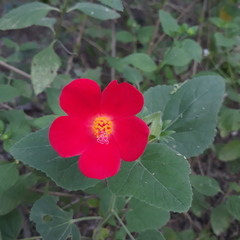 Hibiscus martianus