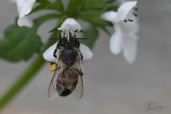 Apis mellifera capensis