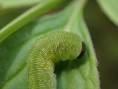 Tenthredo atra