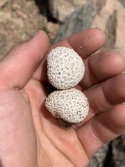 Lycoperdon marginatum