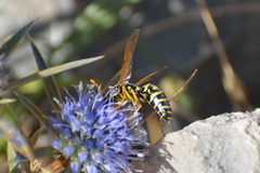 Polistes