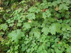 Actaea elata elata