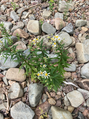 Doellingeria umbellata