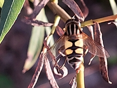 Helophilus trivittatus