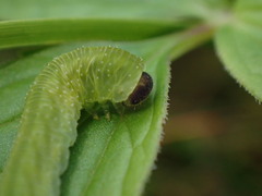 Tenthredo atra