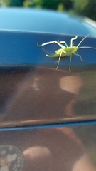 Meconema thalassinum