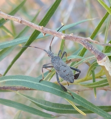 Leptoglossus oppositus