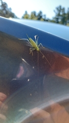 Meconema thalassinum