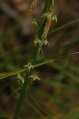 Platanthera elongata