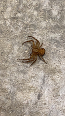 Xysticus
