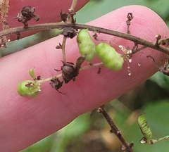 Actaea elata elata