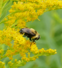 Eristalis flavipes