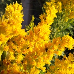 Solidago