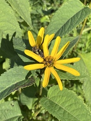 Heliopsis helianthoides