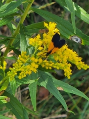 Lycomorpha pholus
