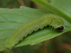 Tenthredo atra