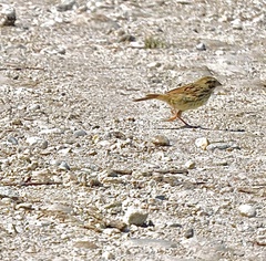 Passerculus sandwichensis