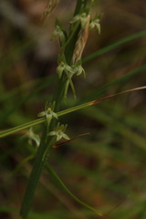 Platanthera elongata