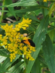 Lycomorpha pholus
