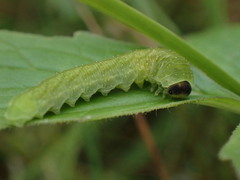 Tenthredo atra