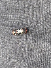 Cosmopepla lintneriana