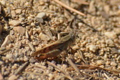 Calliptamus italicus