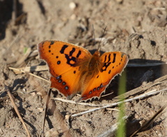 Catacroptera cloanthe