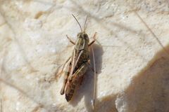Calliptamus italicus