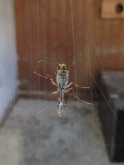 Sceliphron curvatum