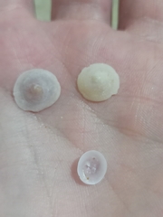 Calyptraea chinensis