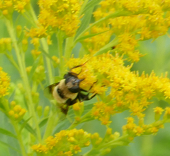 Eristalis flavipes