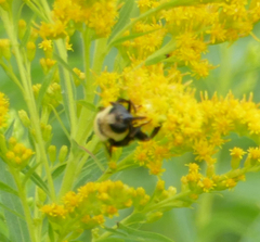 Eristalis flavipes