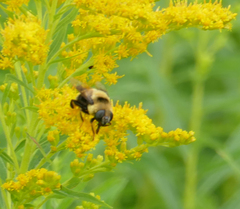 Eristalis flavipes