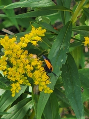 Lycomorpha pholus