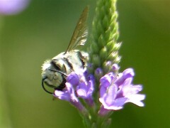 Megachile