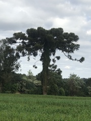 Araucaria angustifolia